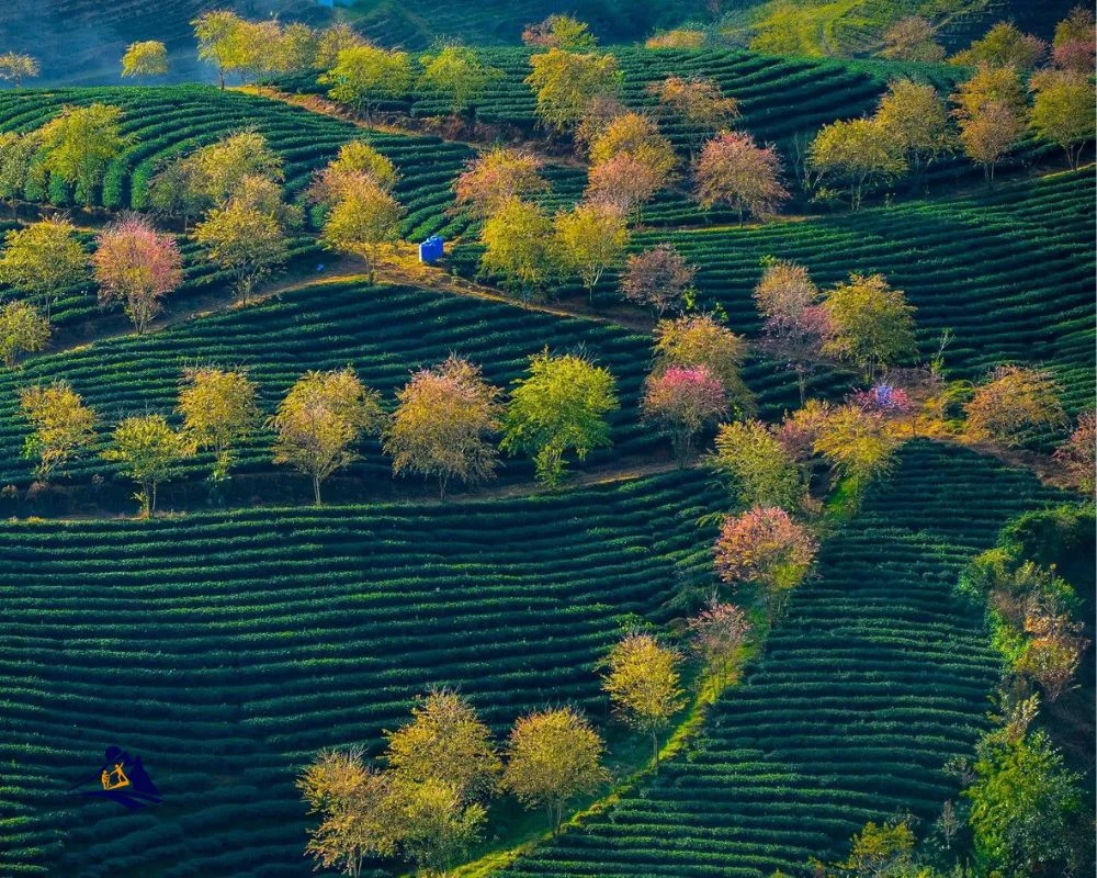 Exploring Sapa'S Tea Plantations And Tasting Rooms, Where Nature'S Finest Leaves Are Cultivated And Crafted Into Aromatic Blends. Immerse Yourself In The Art Of Tea-Making, As Knowledgeable Guides Share Their Expertise On Tea Cultivation And Brewing Techniques.