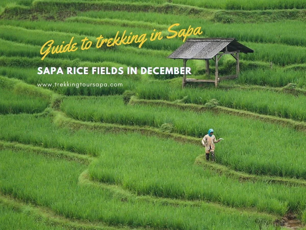 Sapa Rice Fields In December