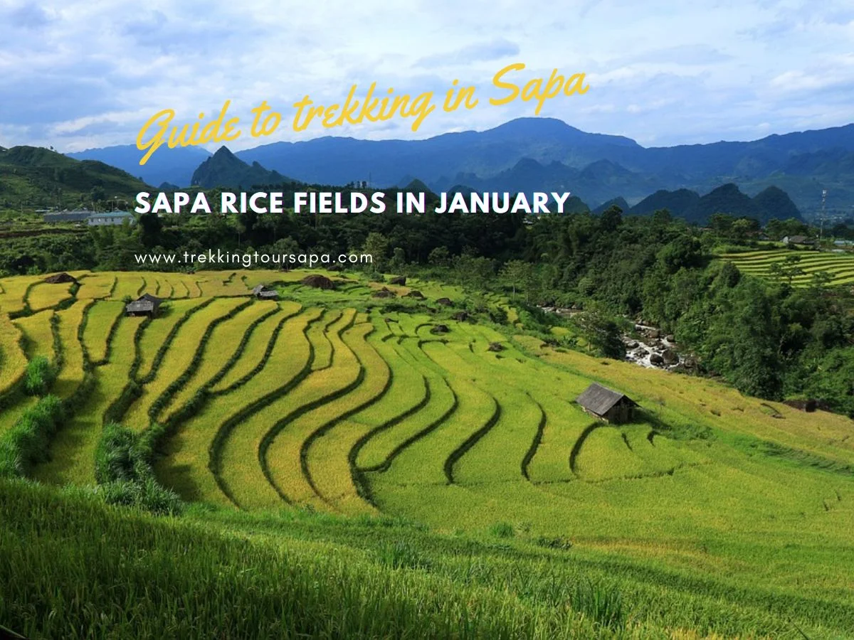 Sapa Rice Fields In January