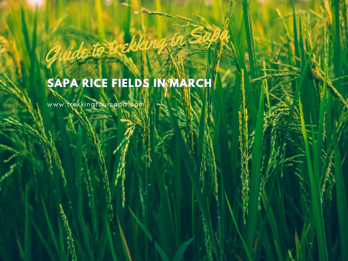 Sapa Rice Fields In March