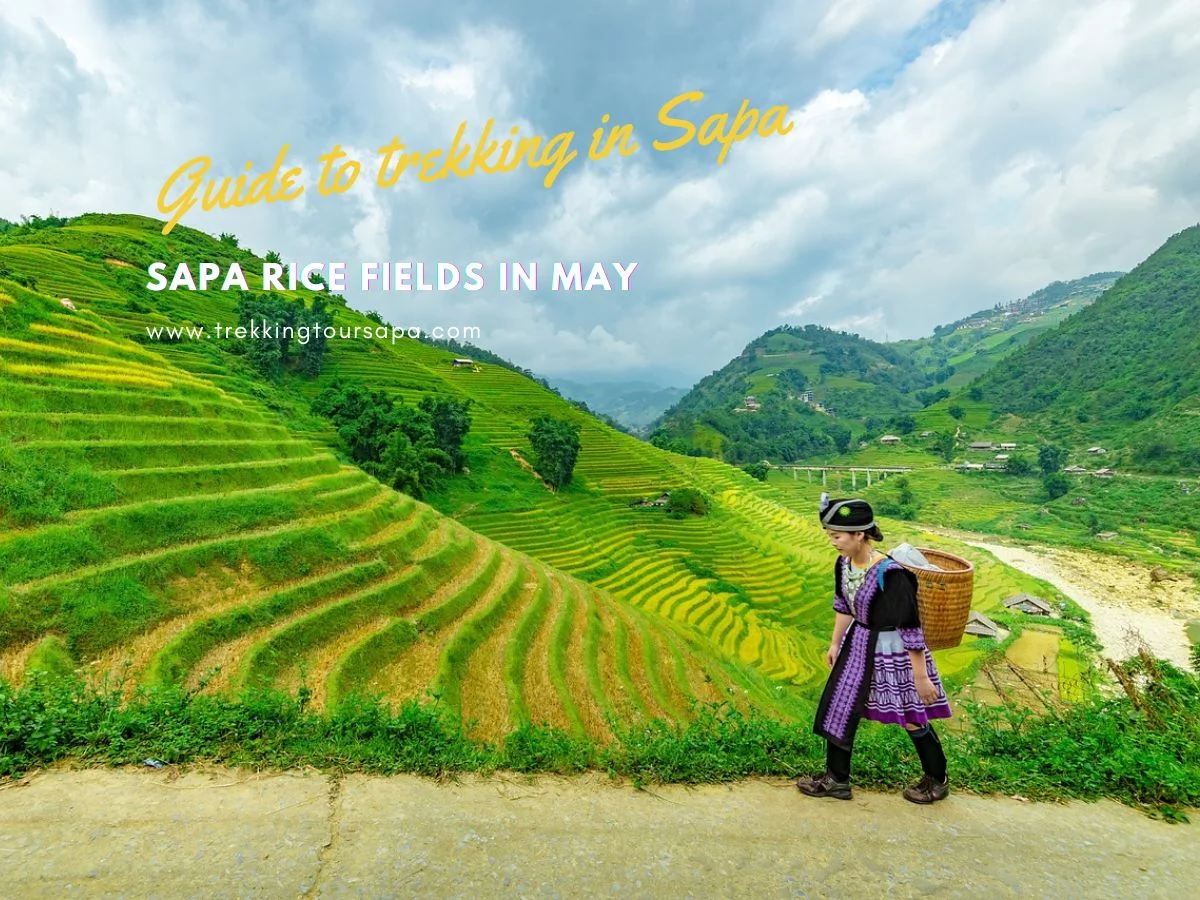 Sapa Rice Fields In May