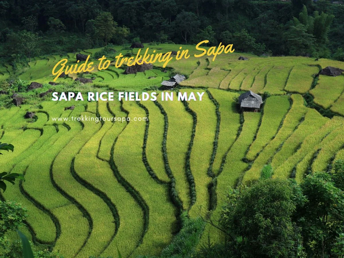 Sapa Rice Fields In May