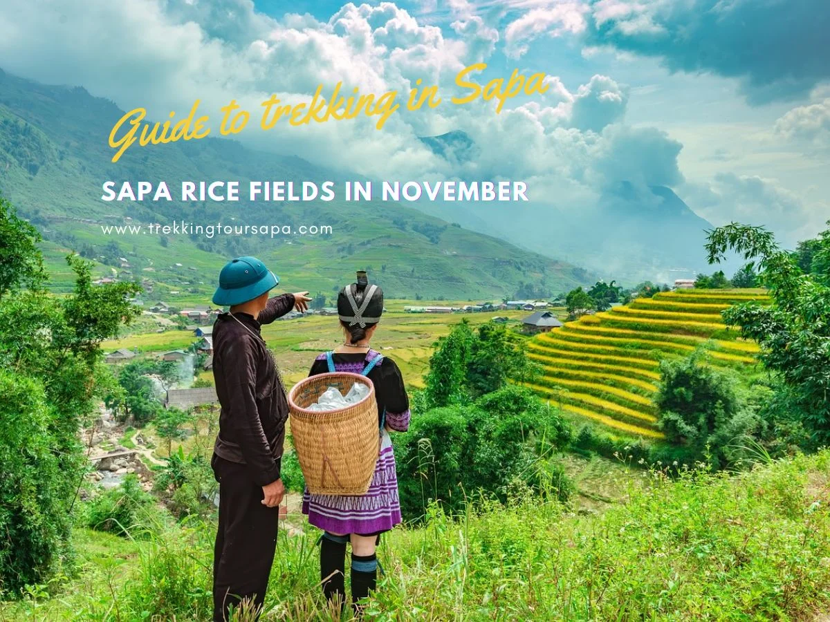 Sapa Rice Fields In November