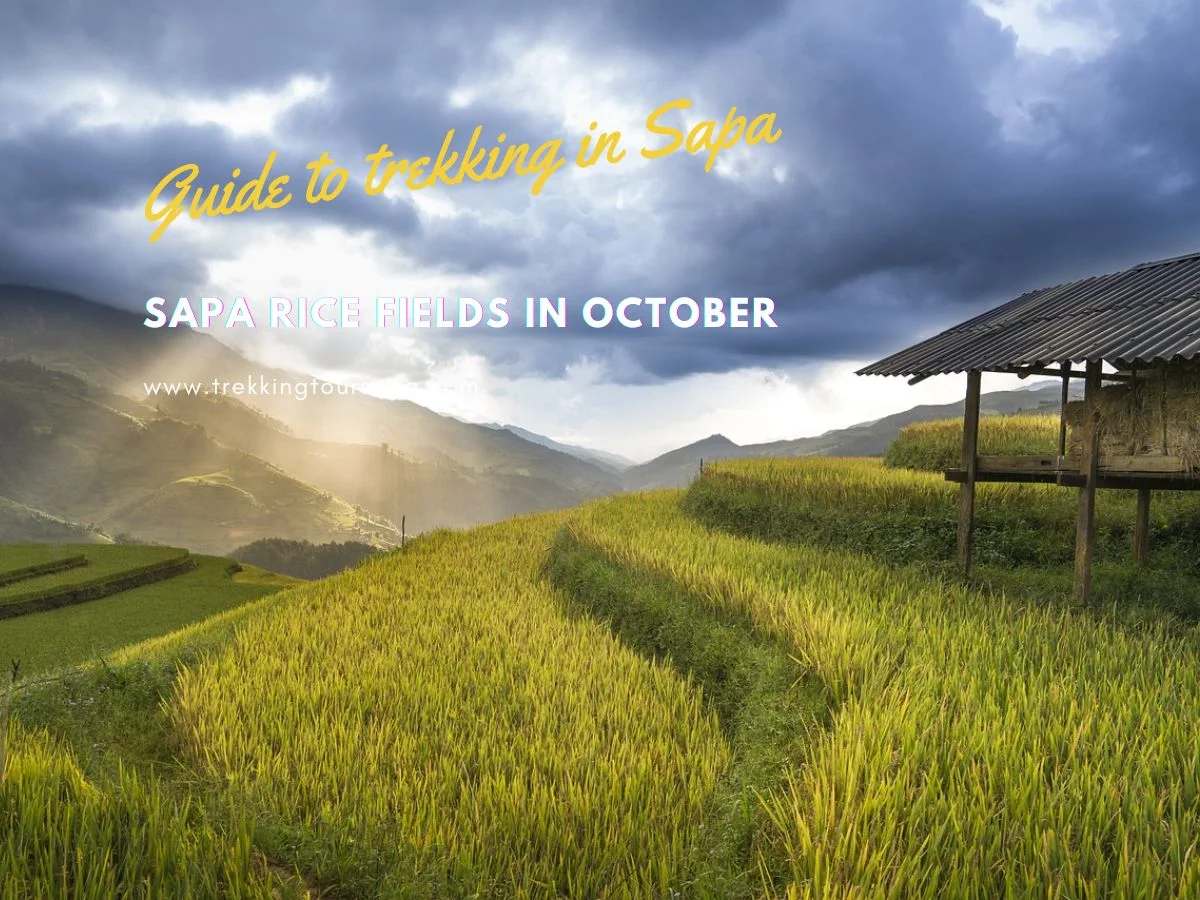 Sapa Rice Fields In October