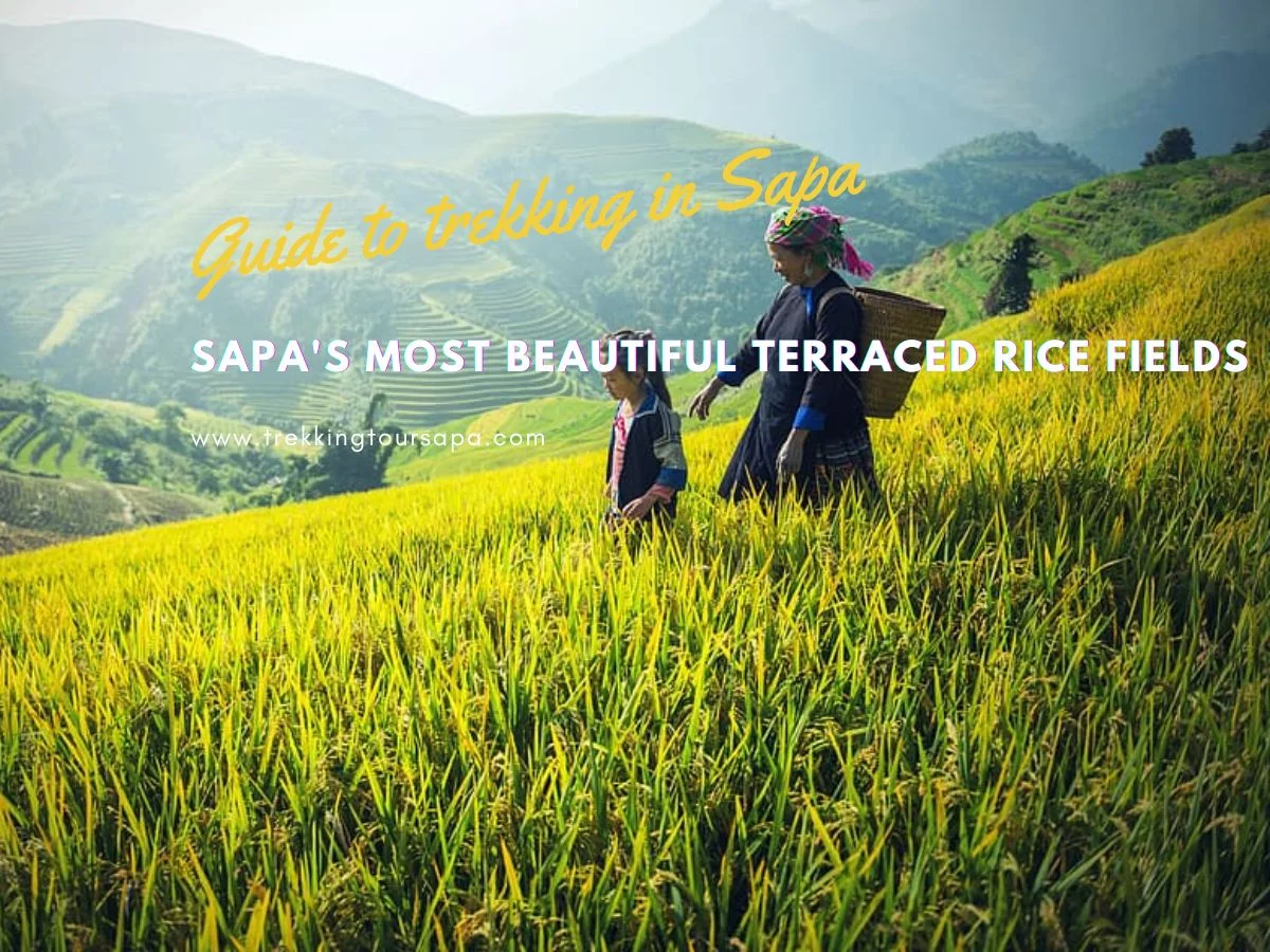 Sapa's Most Beautiful Terraced Rice Fields