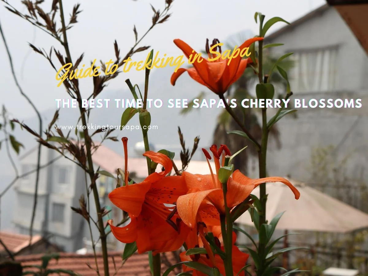 The Best Time To See Sapa's Cherry Blossoms