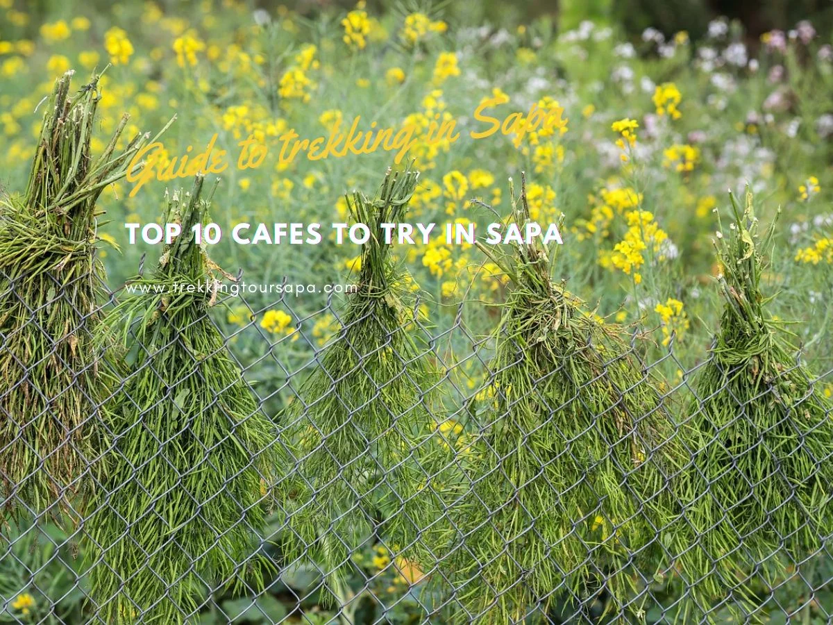 Top 10 Cafes To Try In Sapa
