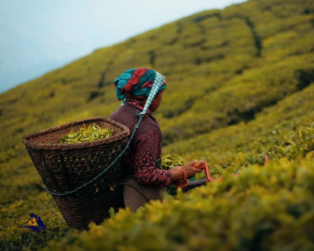 Farmer Havesting Tea Leaf