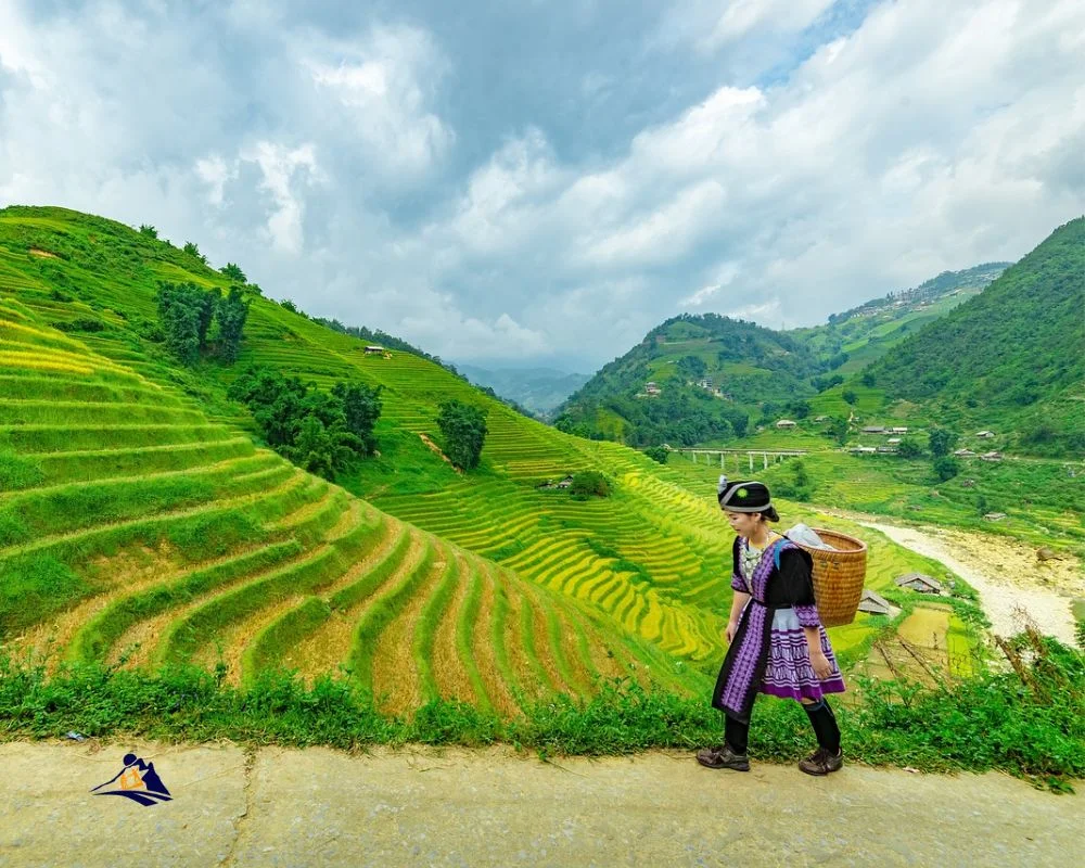 hmong women walking through the rice field