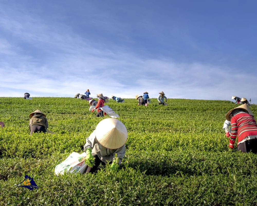 Tea Farm Vietnam