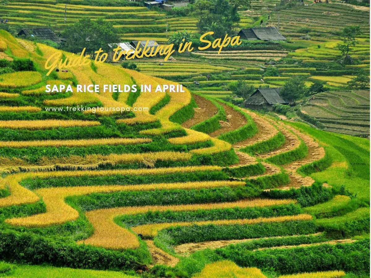 Sapa Rice Fields In April
