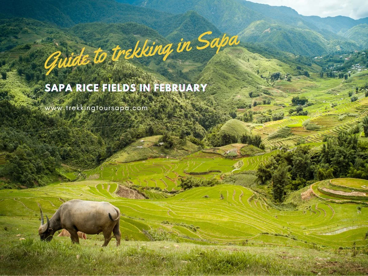 Sapa Rice Fields In February