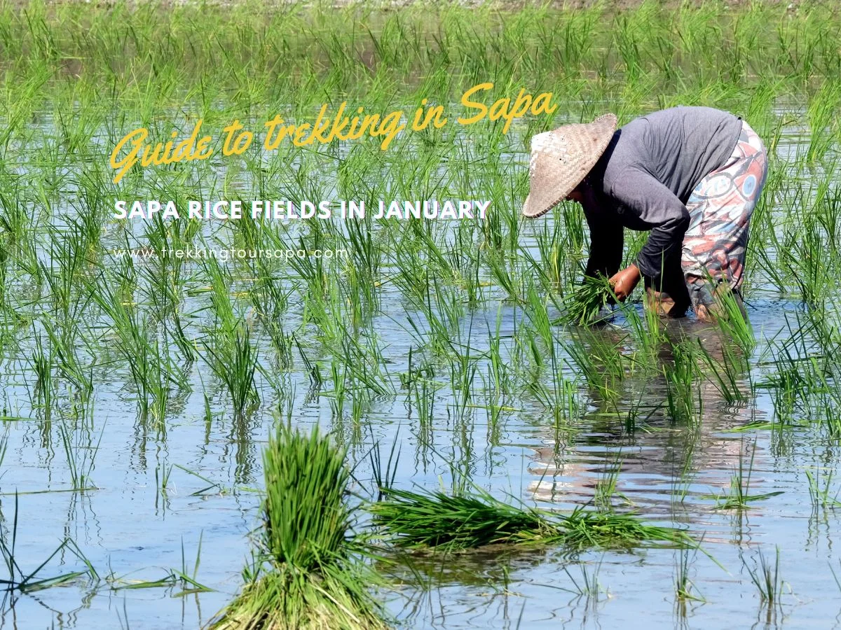Sapa Rice Fields In January