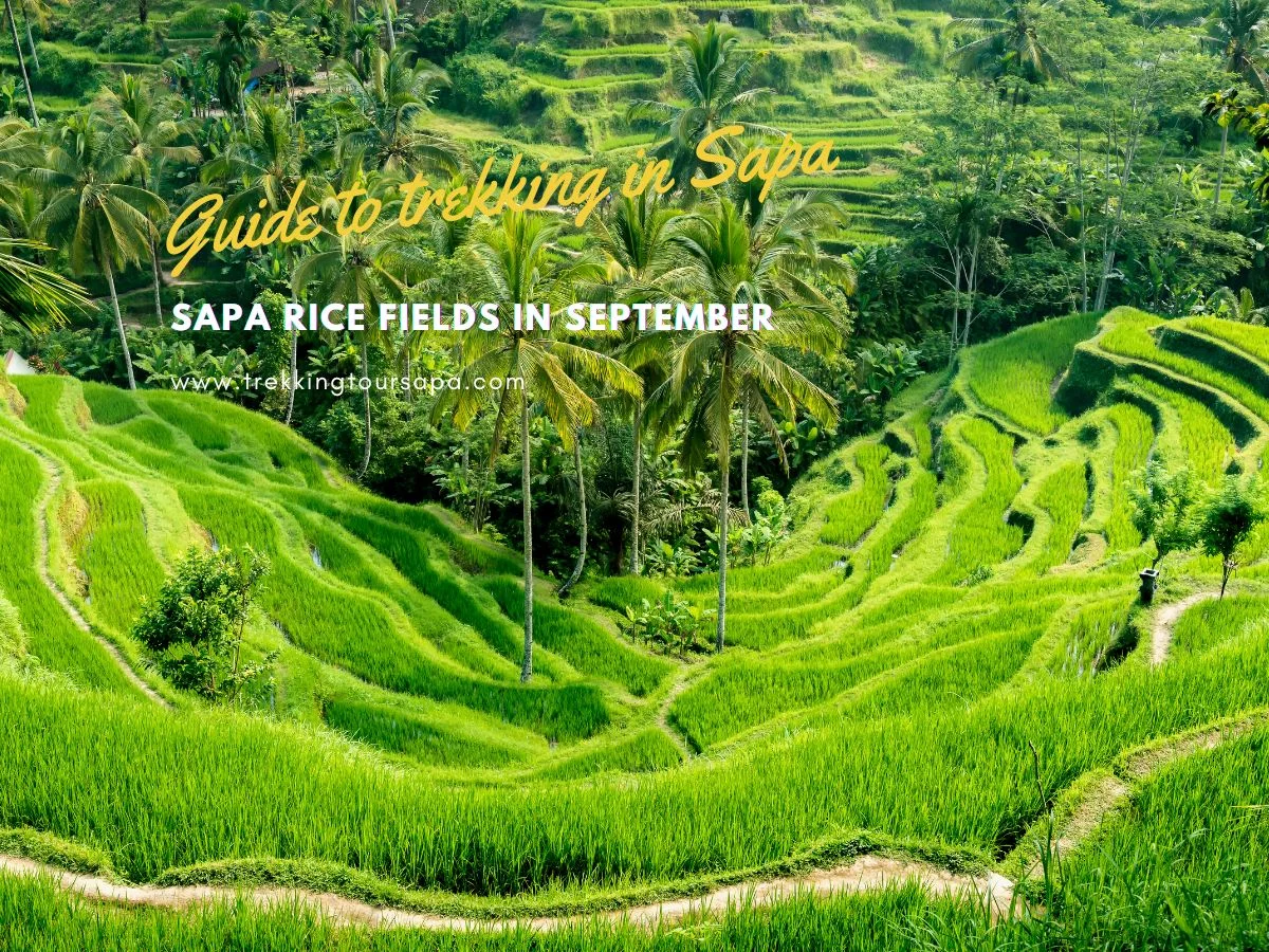 Sapa Rice Fields In September