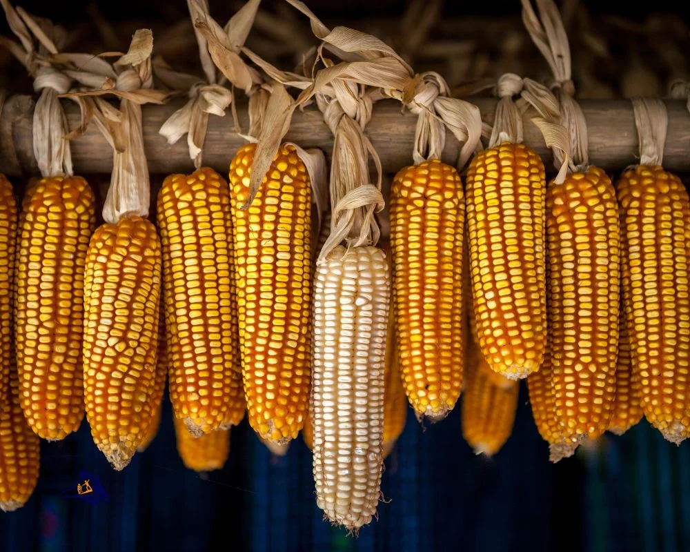 Sapa Food Corn