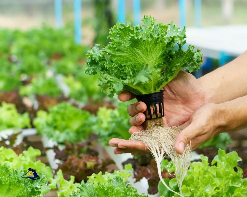 Sapa Fresh Vegetable