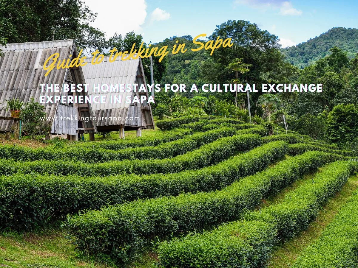 The Best Homestays For A Cultural Exchange Experience In Sapa