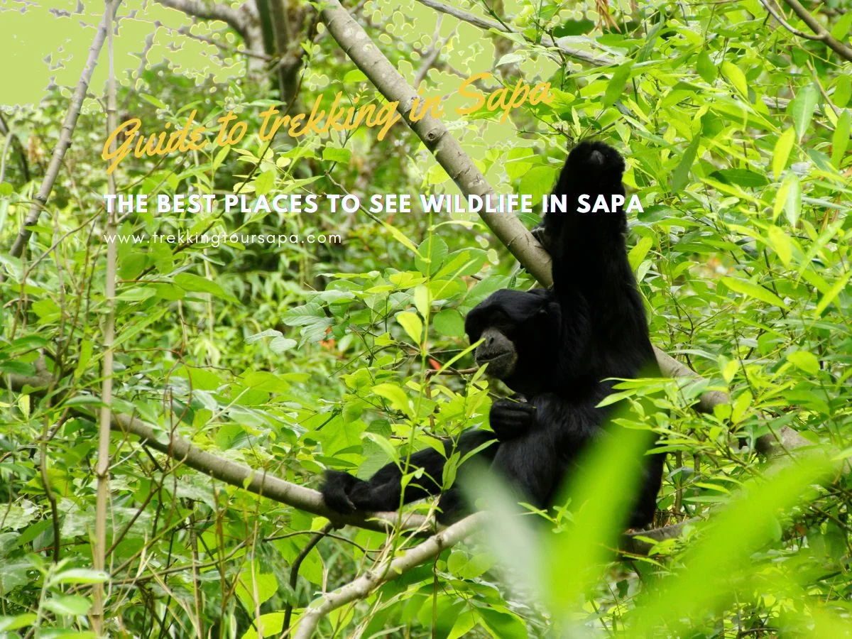 The Best Places To See Wildlife In Sapa