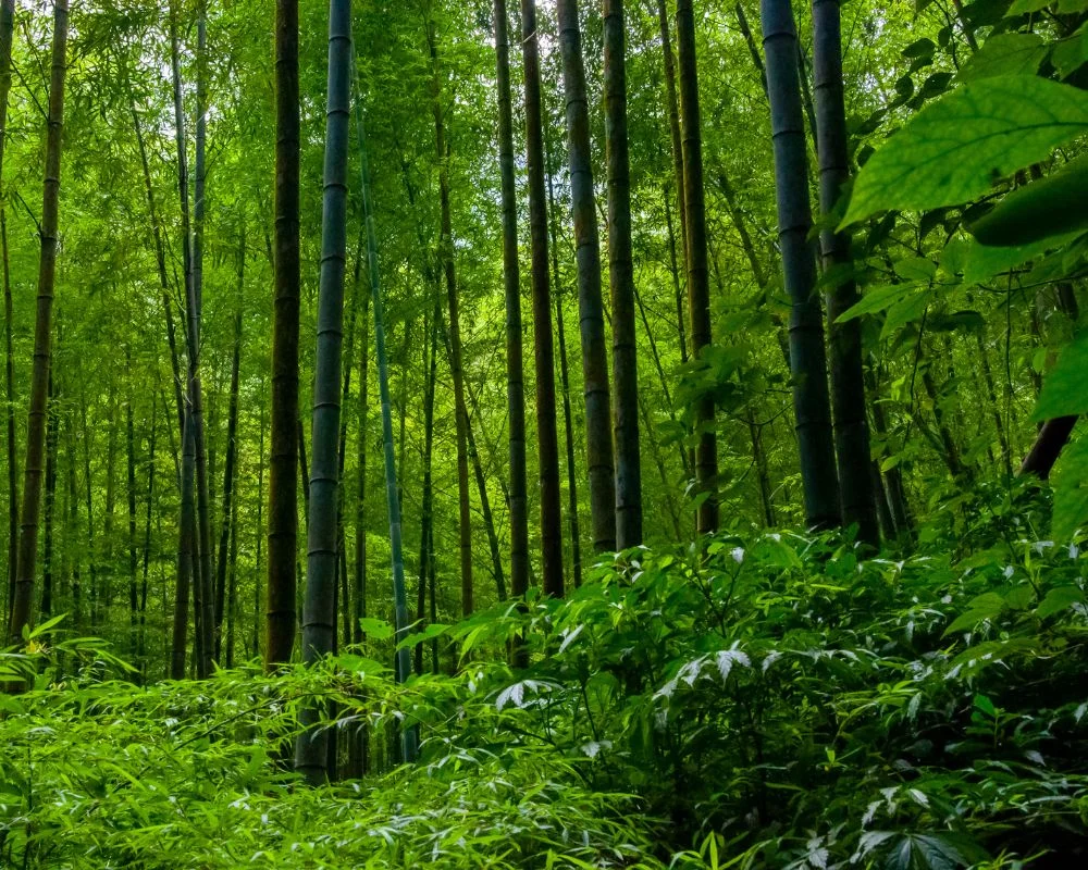 Bamboo Forest View