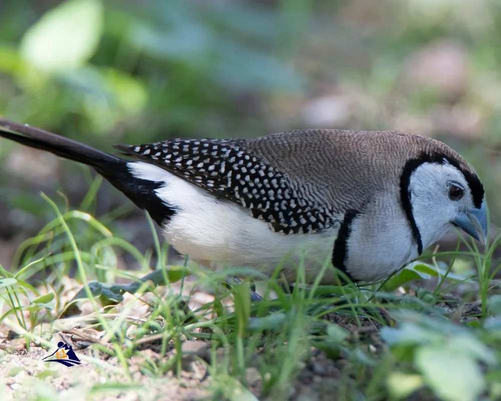 Birds In The Farmstay