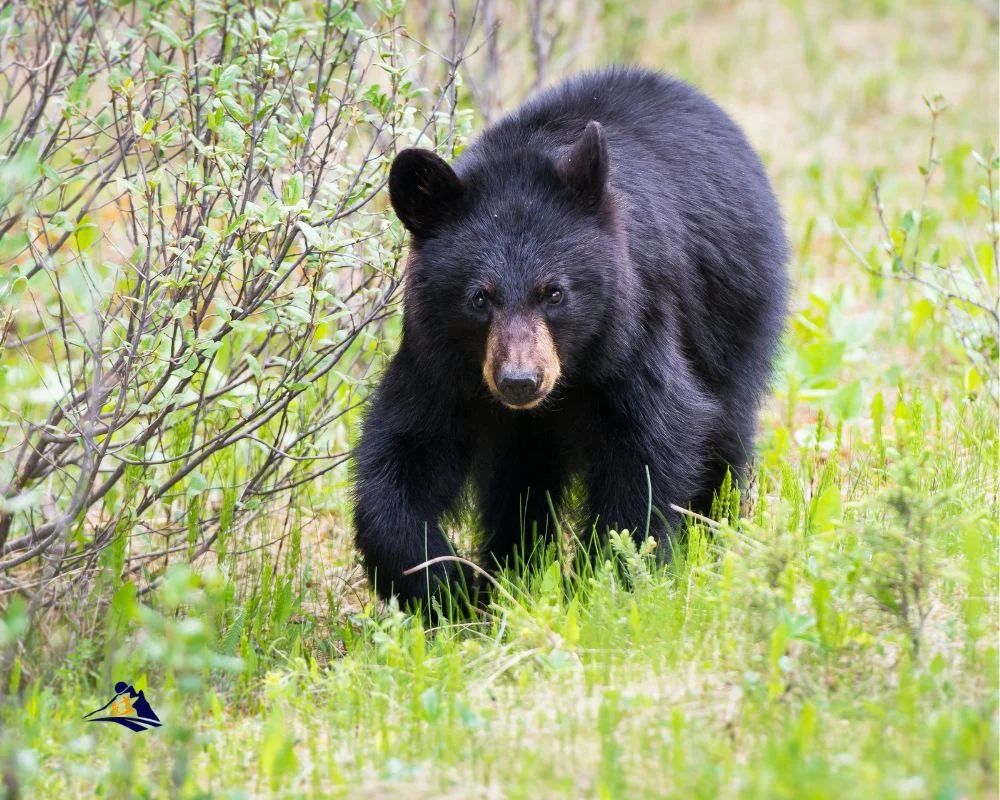 Black Bear