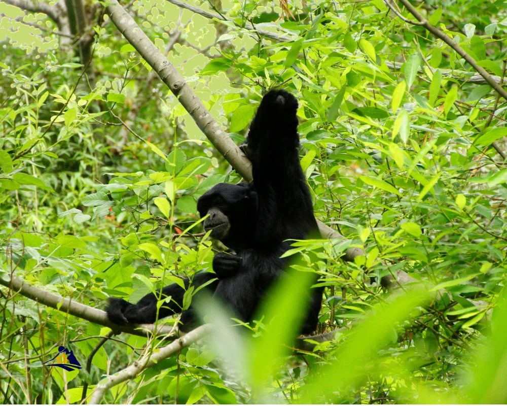 Black Gibbon