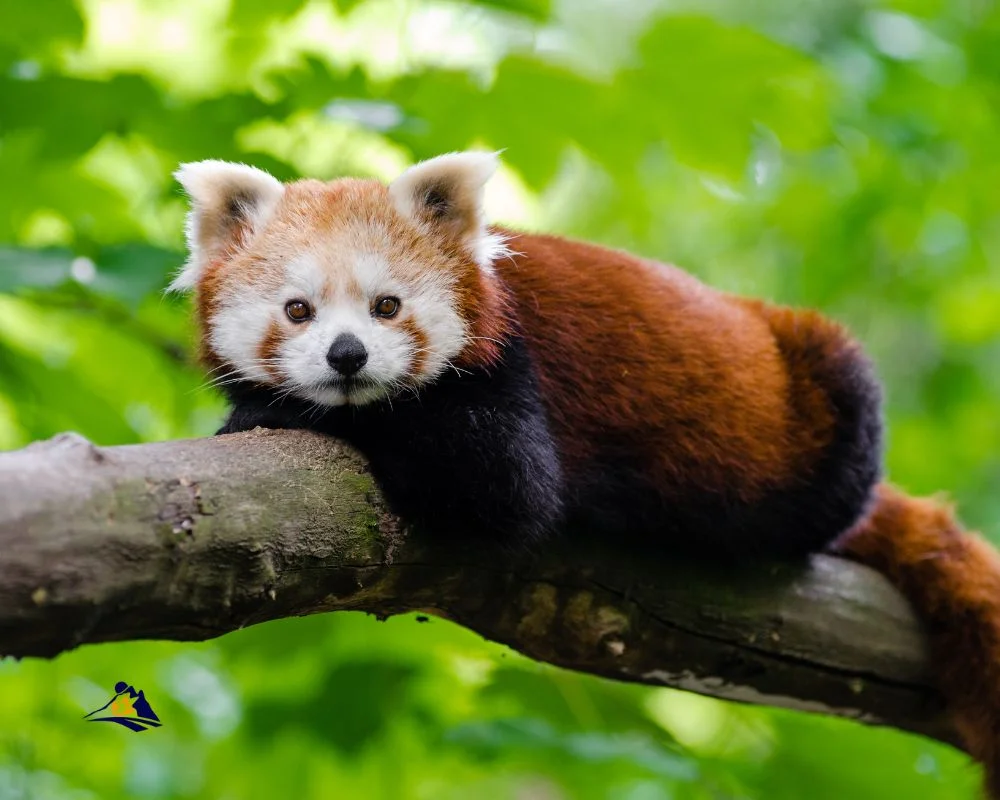 Red Panda