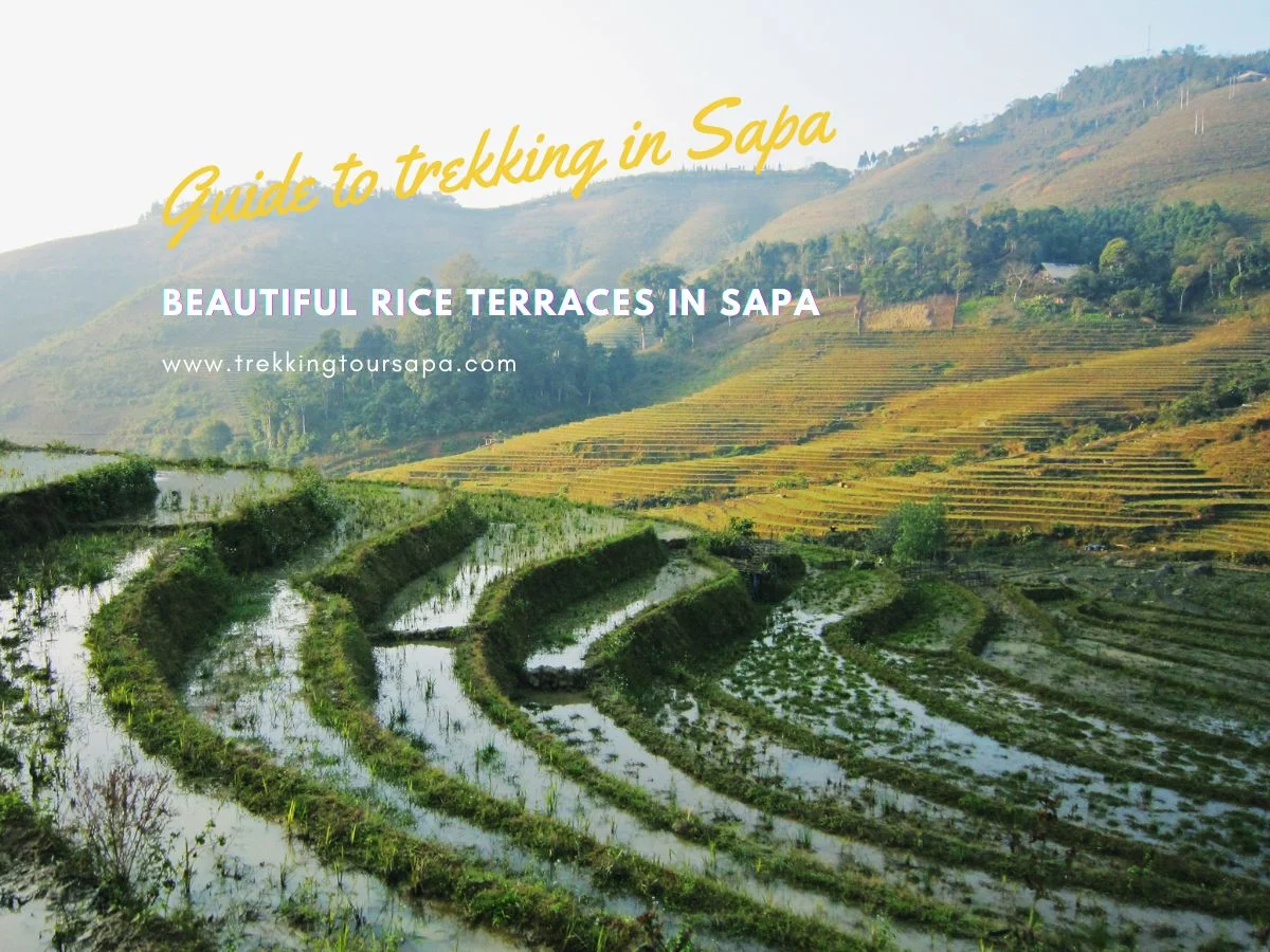 Beautiful Rice Terraces In Sapa