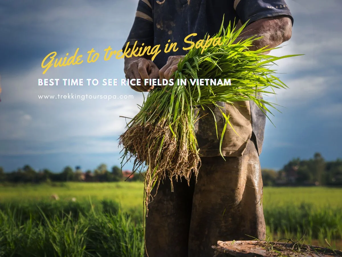 Best Time To See Rice Fields In Vietnam
