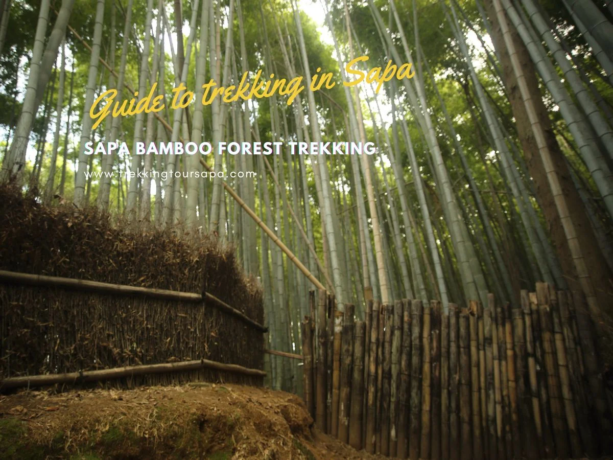Sapa Bamboo Forest Trekking