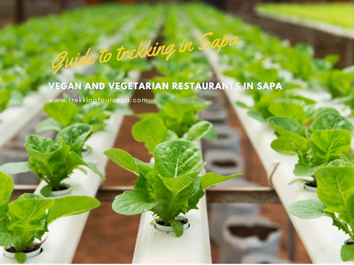Vegan And Vegetarian Restaurants In Sapa