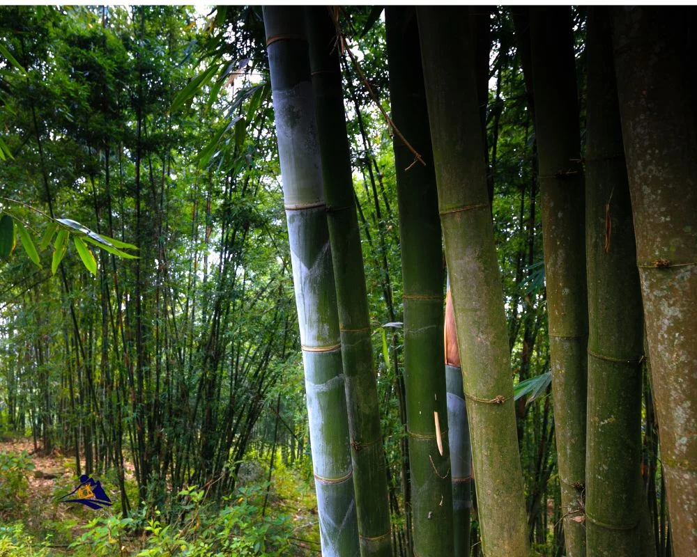 Bamboo Trekking View