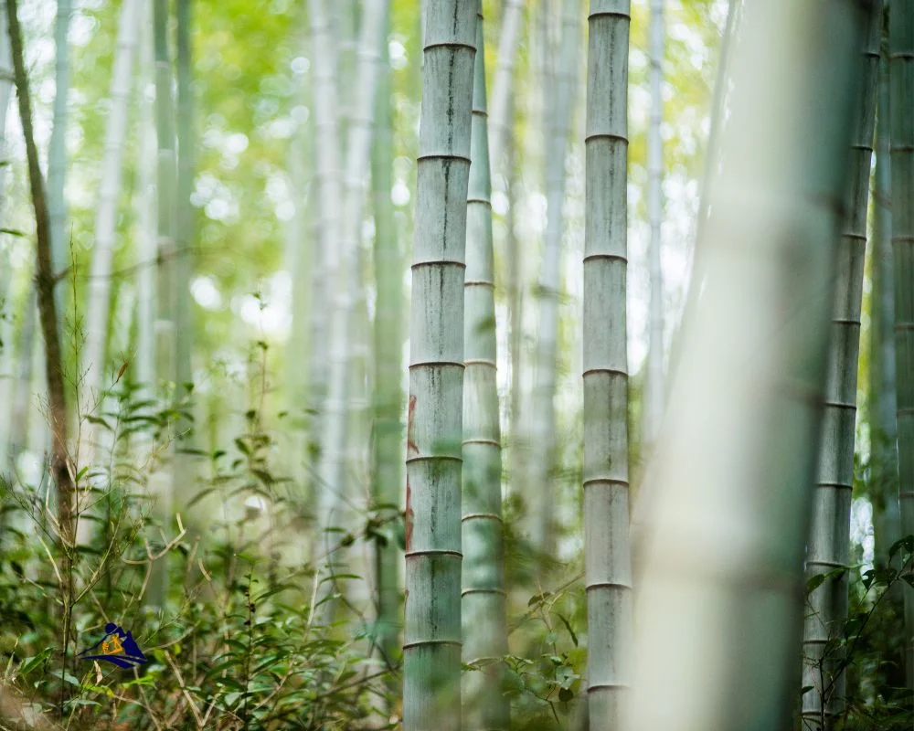 Exploring The Bamboo Forests