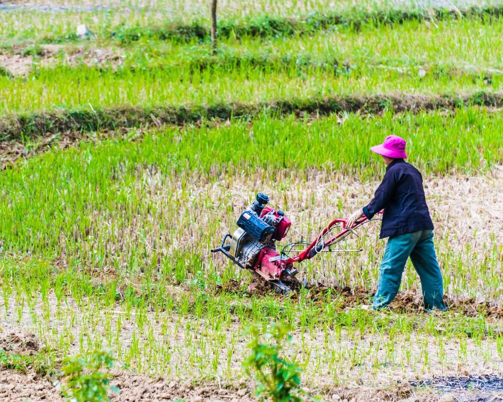 Farmer Is Working In The Rice Field