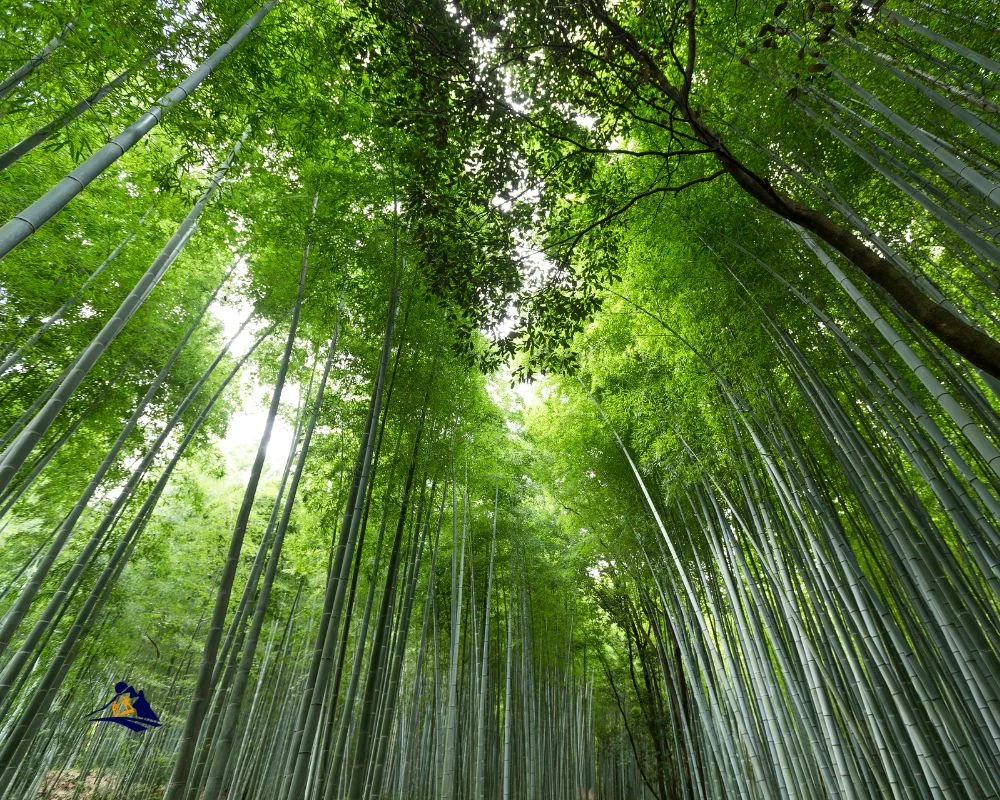 The Bamboo Forests