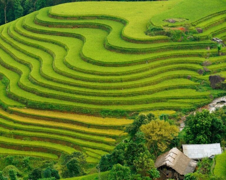 Experience The Stunning Ha Giang Loop Rice Fields With Us