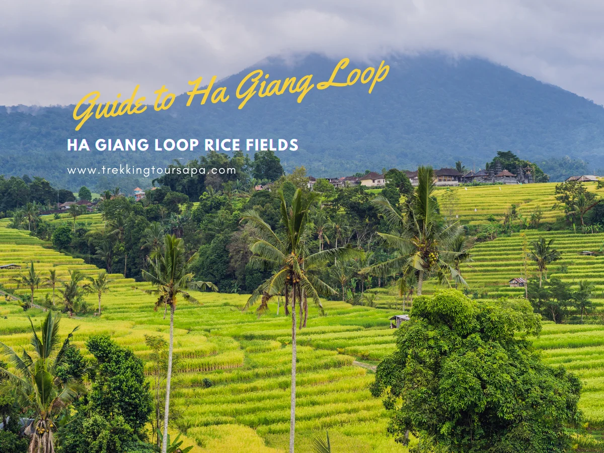 Ha Giang Loop Rice Fields