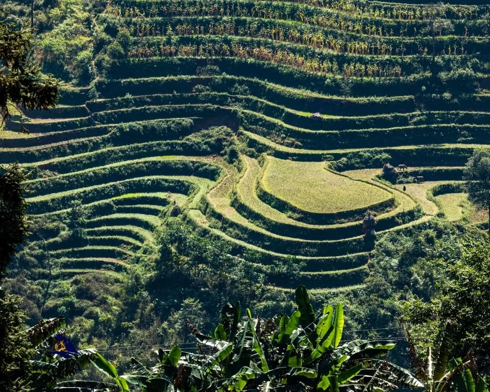 Terraces