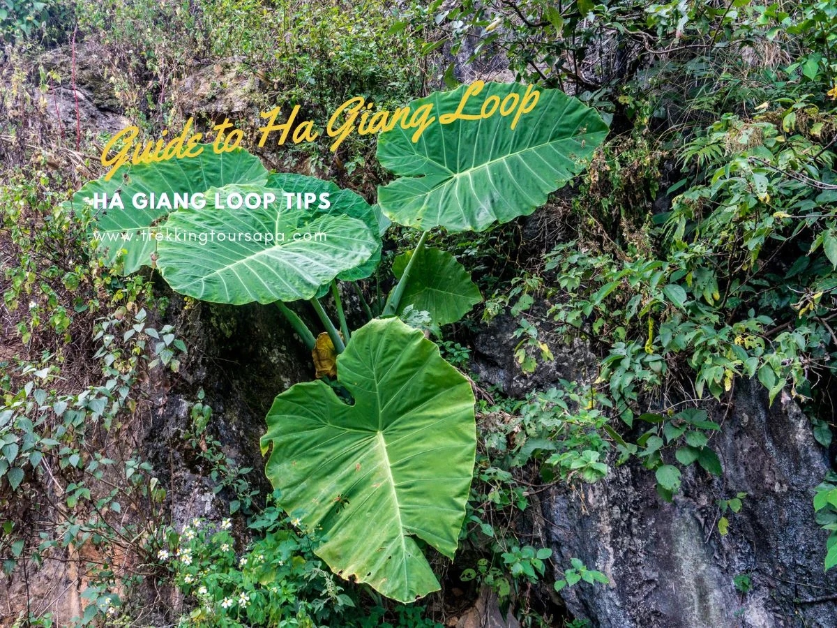 ha giang loop tips