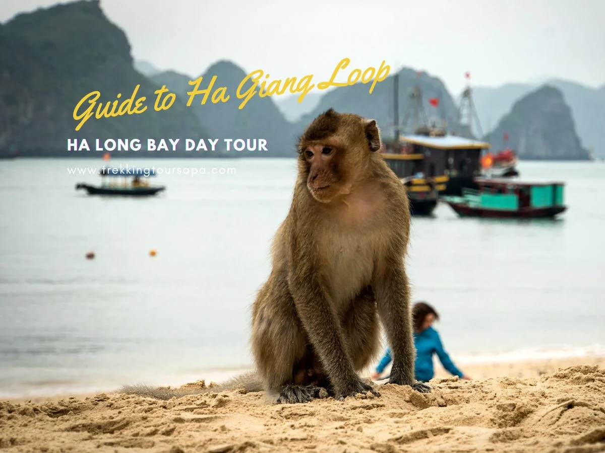 ha long bay day tour