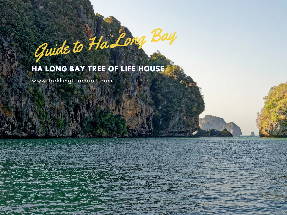 ha long bay tree of life house