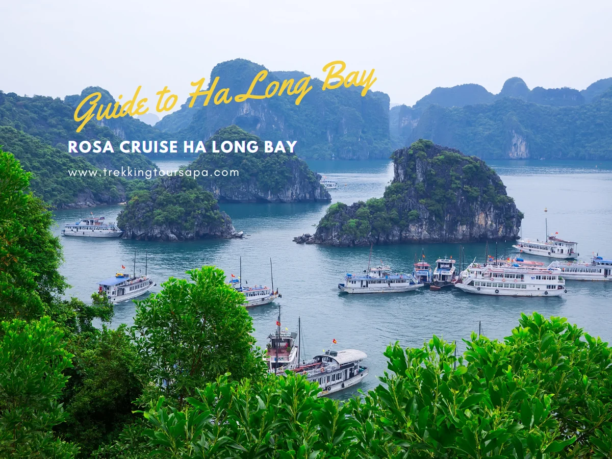 rosa cruise ha long bay