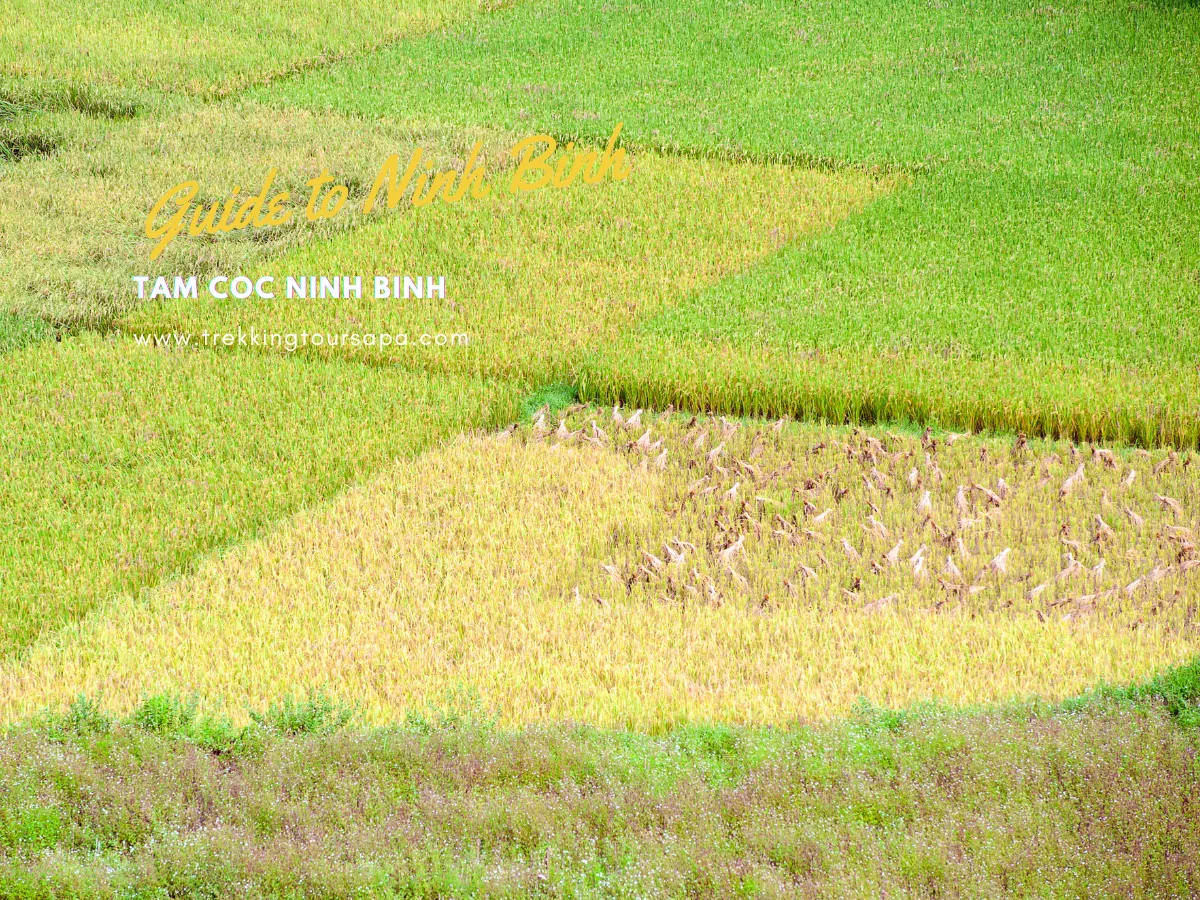 Tam Coc Ninh Binh