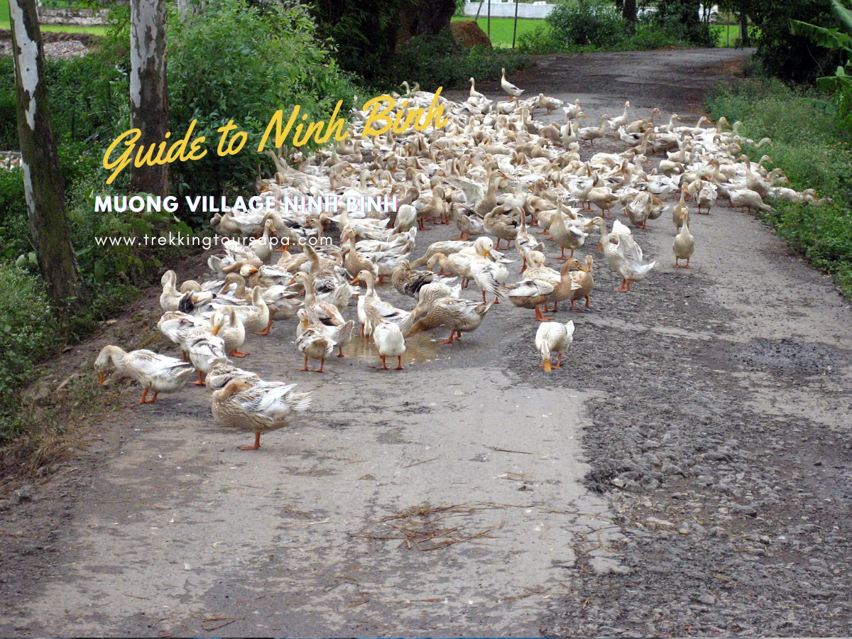 muong village ninh binh