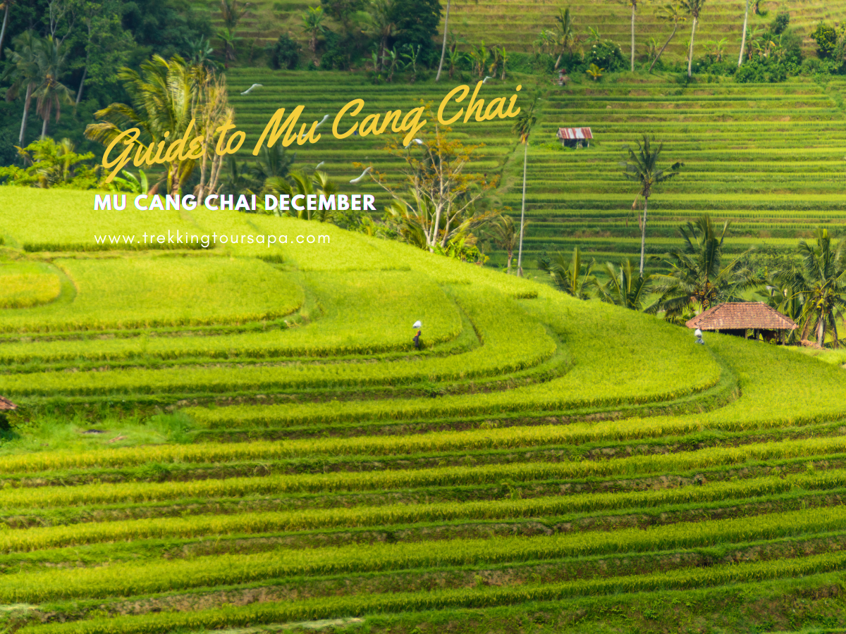 mu cang chai december