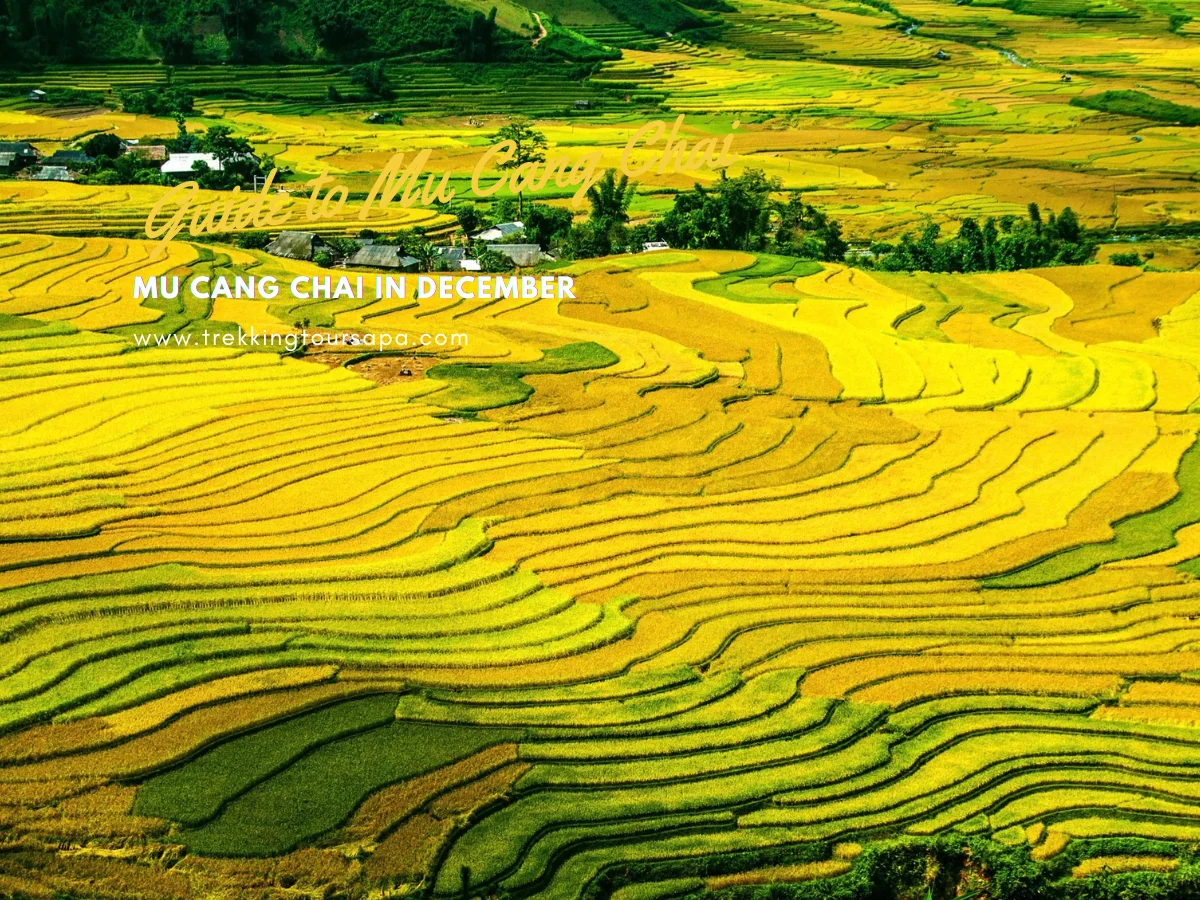 mu cang chai in december