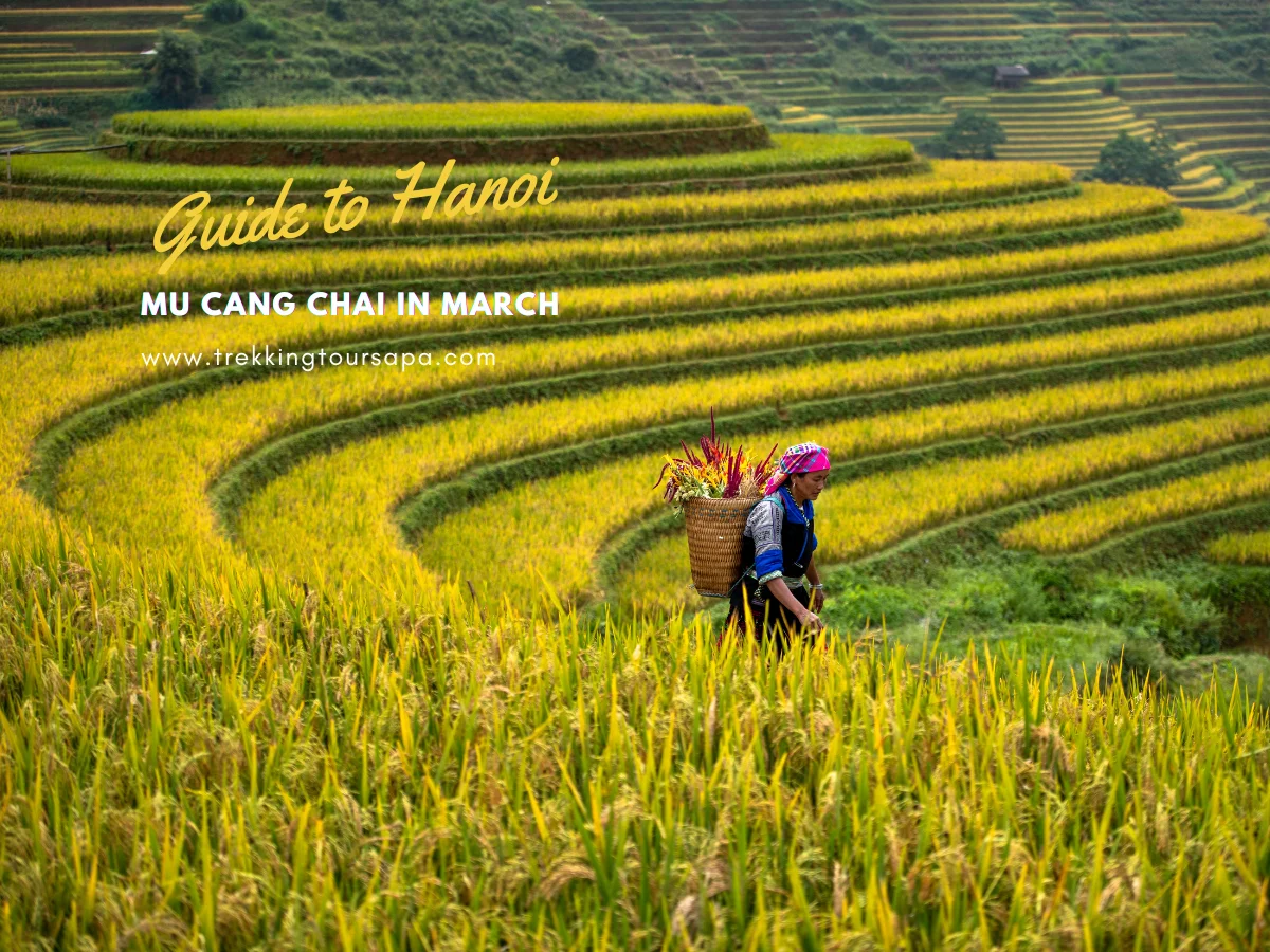 mu cang chai in march