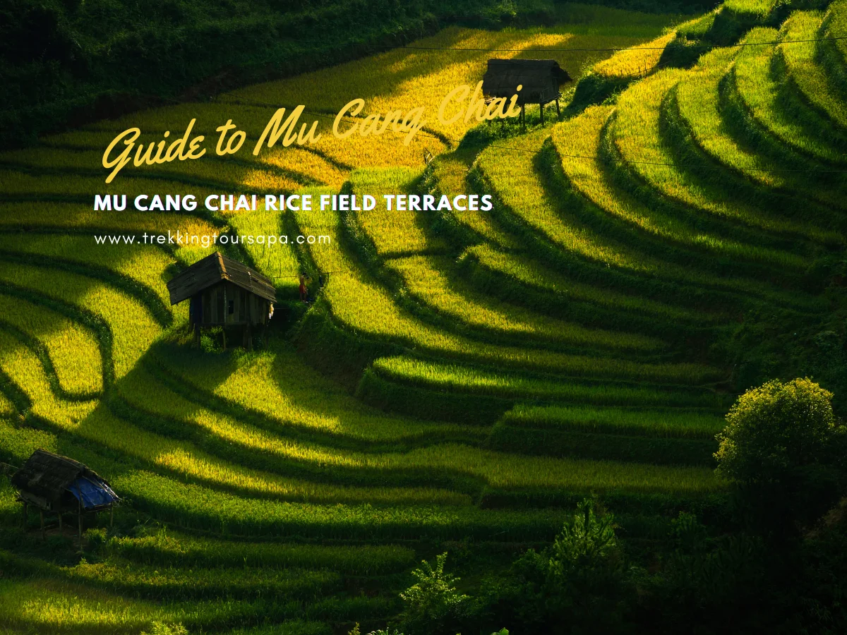 mu cang chai rice field terraces