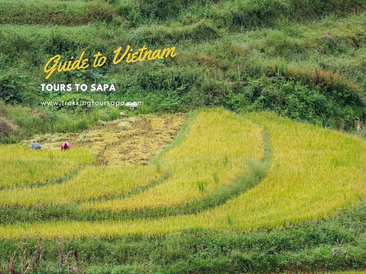 tours to sapa